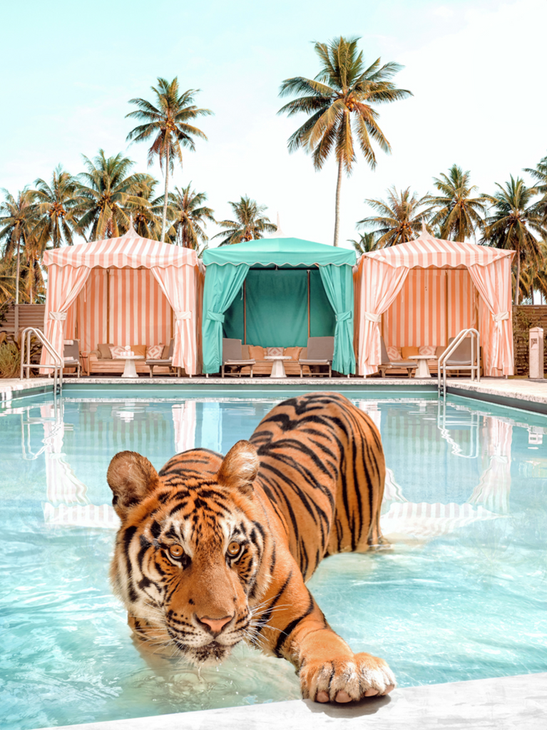 Cabana Tiger in swimming pool with palm trees