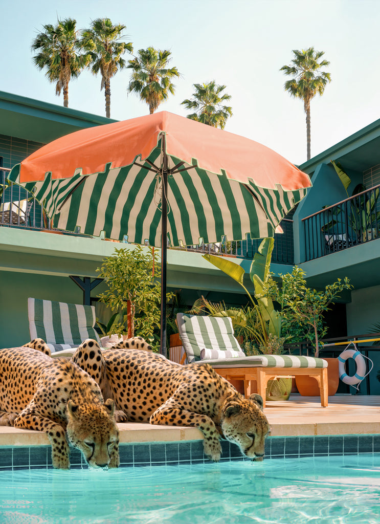 An artwork featuring two cheetahs sipping from the pool at Palihotel Hollywood. fine art print by Paul Fuentes