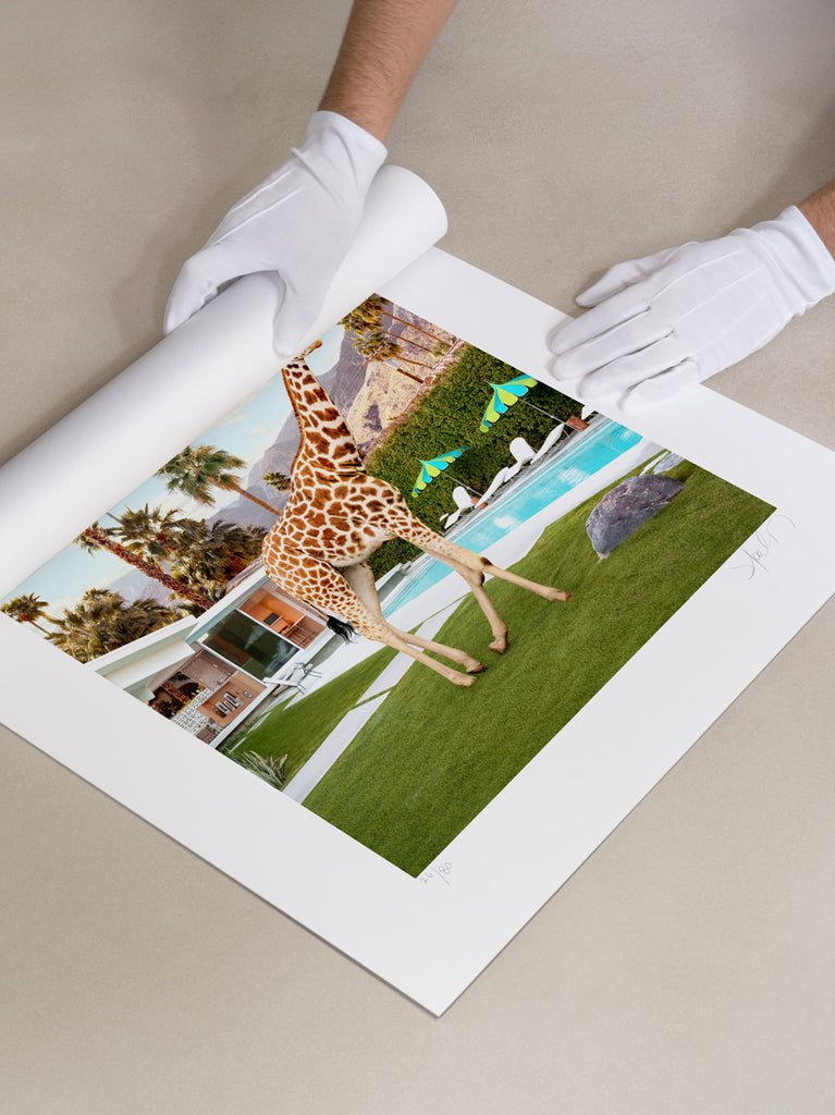 Person unrolling a Paul Fuentes Fine art print of a  photo of a giraffe by a pool. using museum quality paper