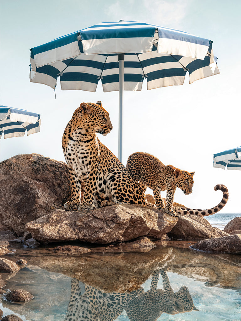 Two leopards on rocks  at the beach in Capri, Italy under blue striped umbrella.