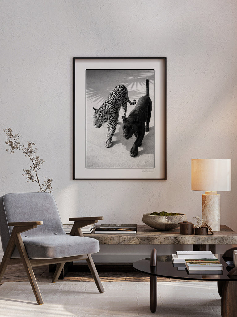 framed artwork. Black and white fine art photograph of two leopards walking, one black and one spotted, from Paul Fuentes’ minimal and elegant Black & White Collection.
