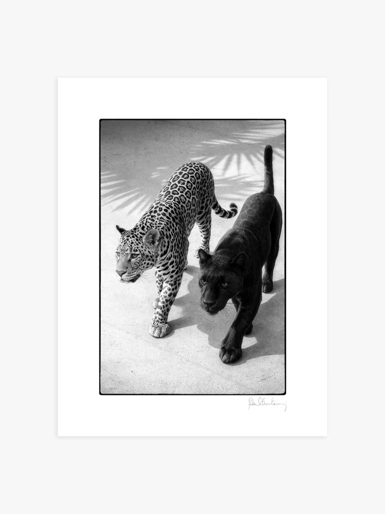 Black and white print of two leopards, one with a typical spotted pattern and the other black, walking side by side. Fine Art Photography by Paul Fuentes