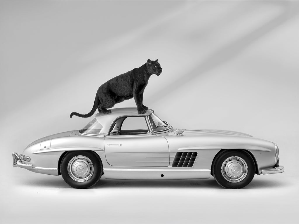 Black and white fine art photograph of a black leopard resting on a Mercedes 300SL, part of Paul Fuentes’ minimal and elegant Black & White Collection.