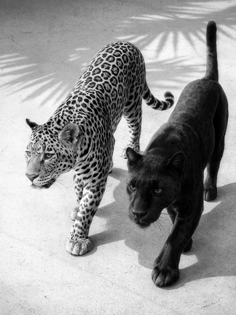 Black and white print of two leopards, one with a typical spotted pattern and the other black, walking side by side. Fine Art Photography by Paul Fuentes