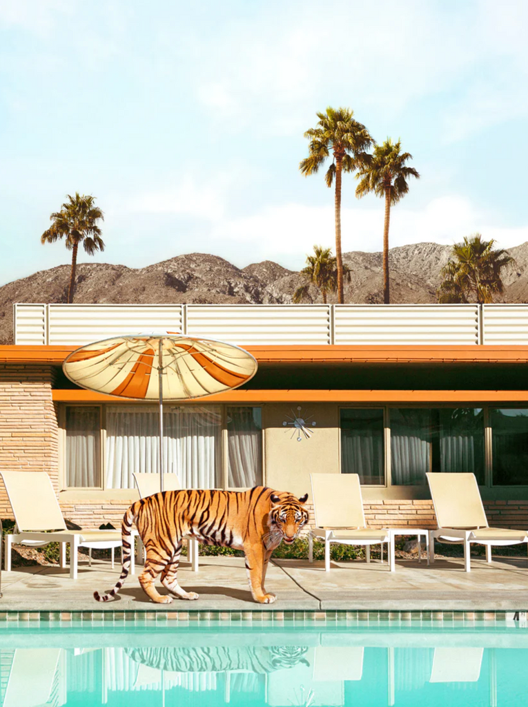 art print paul fuentes Tiger at Palms Springs Pool at mid century  house and orange umbrella