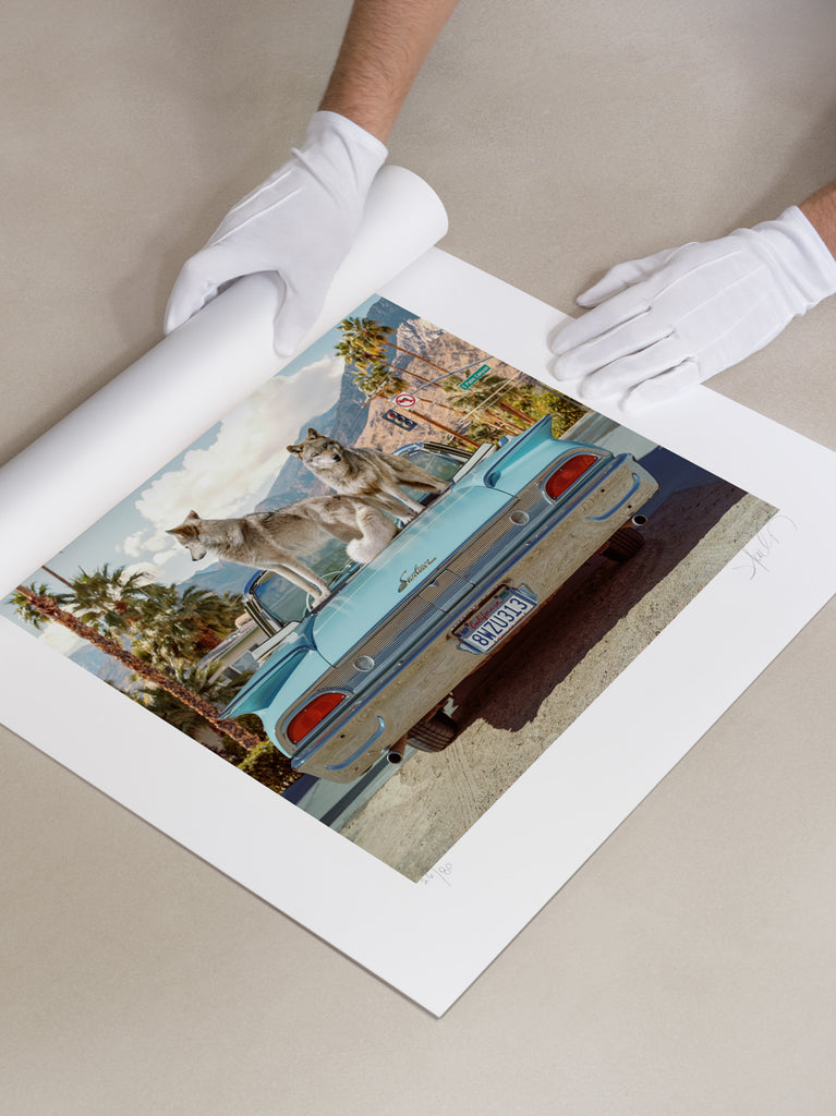 Paul Fuentes rolling a giclee fine art pring, his signed limited edition, Wolves in palm Springs