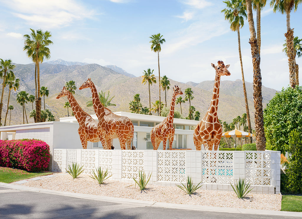 Four giraffes standing in the garden of a Palm Springs mid-century house with breezy blocks, fine art photography by Paul Fuentes.