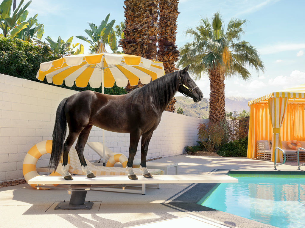 Horse by a Palm Springs pool with palm trees and a yellow umbrella in the background, fine art print by Paul Fuentes