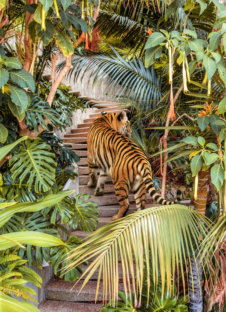 Tiger walking through a lush modernist jungle house, fine art print by Paul Fuentes.