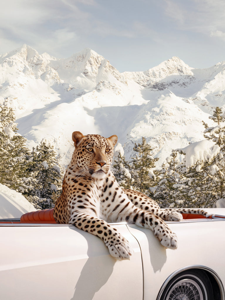photograph of a leopard in a classic white car with snowy mountains in the background, fine art photography by Paul Fuentes.