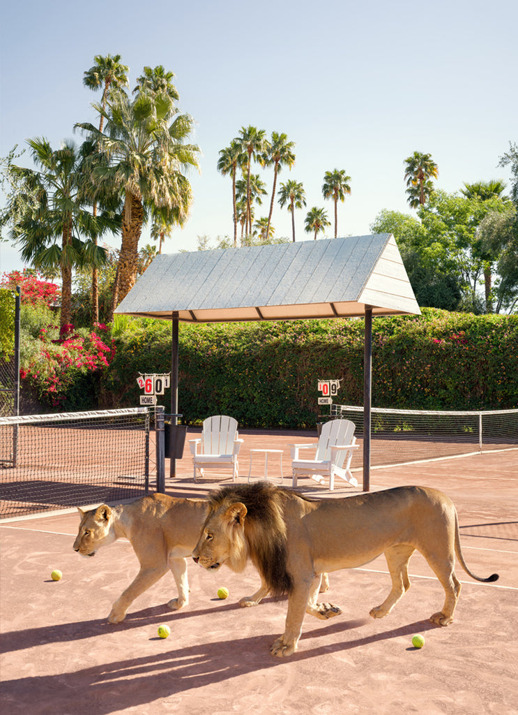 two lions walking on a tennis court at The Parker hotel in Palm Springs, fine art photography by Paul Fuentes.