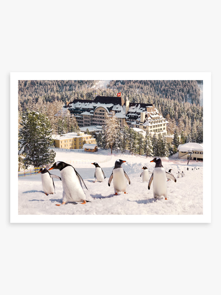 art print of Penguins walking through St. Moritz snow with the Suvretta House Hotel in the background, fine art photograph by Paul Fuentes.