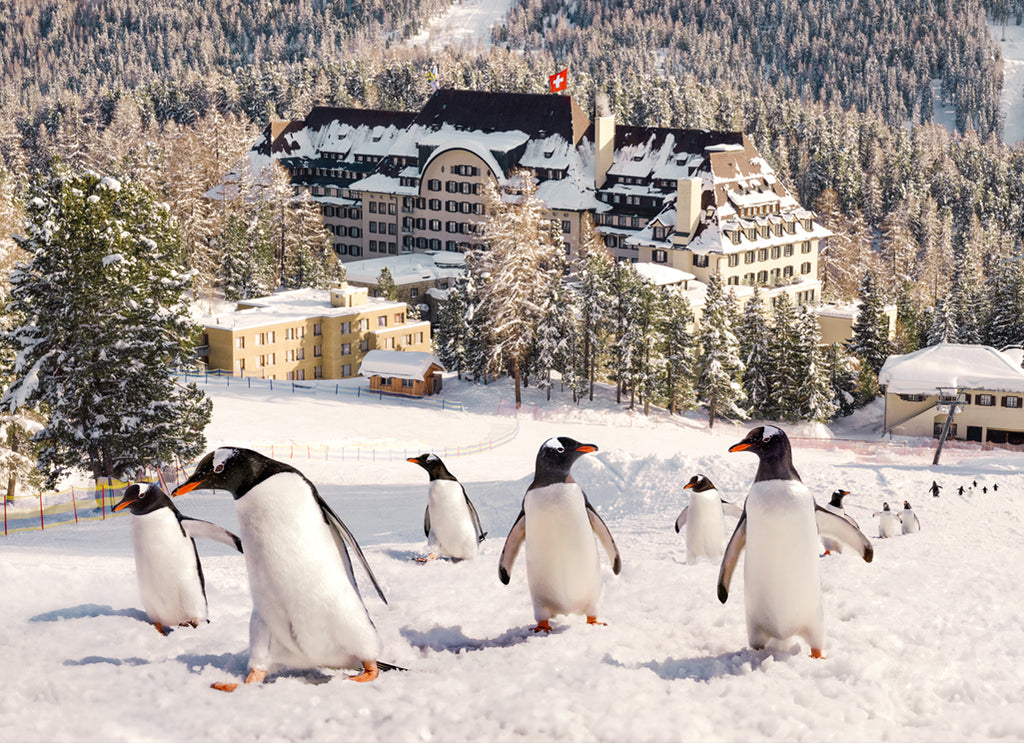 Penguins walking through St. Moritz snow with the Suvretta House Hotel in the background, fine art photograph by Paul Fuentes.