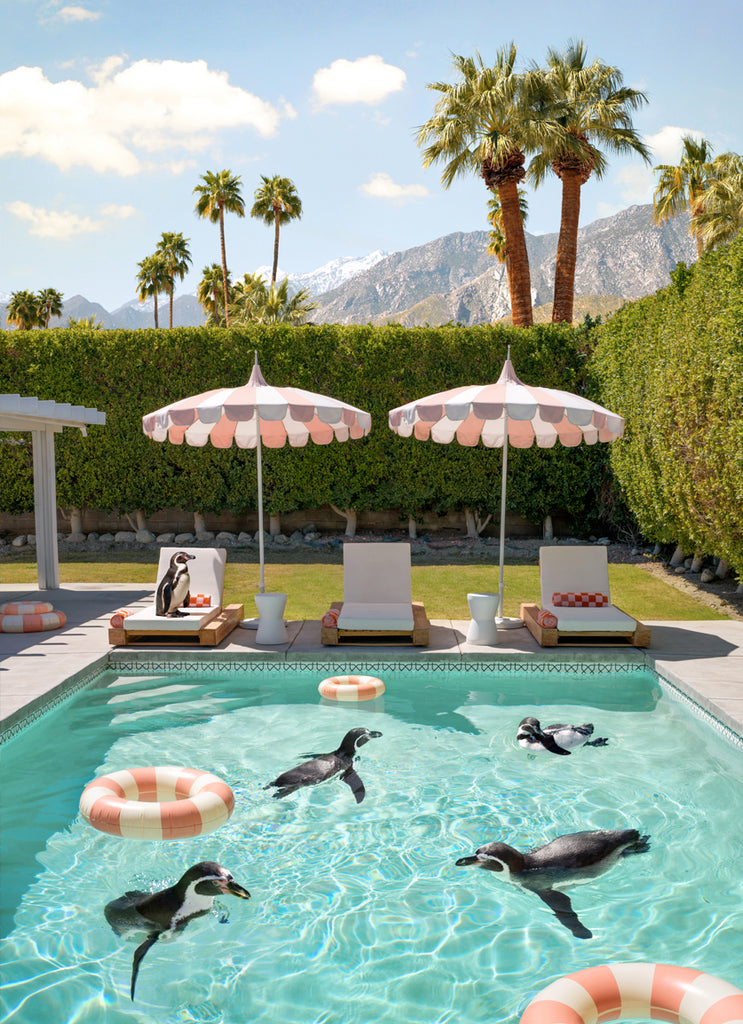 Penguins lounging  and swimming at the coco cabana in Palm Springs a fine art photograph by Paul Fuentes.