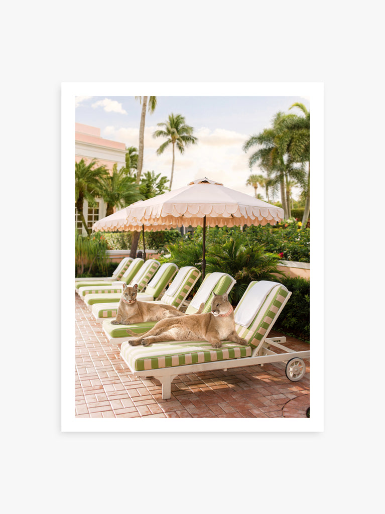 Fine Art  print depicting two pumas lying on poolside lounge chairs under a umbrella, set against a backdrop of palm trees, fine art photograph by Paul Fuentes.