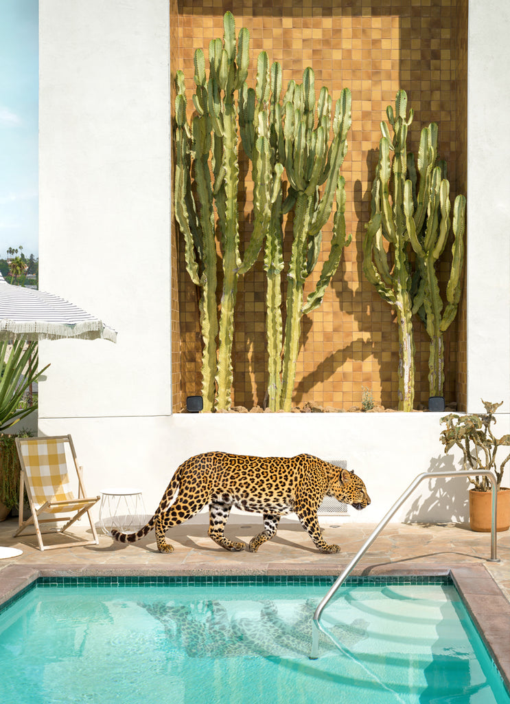 Leopard on a Los Angeles rooftop at Palihotel Silverlake, with large cactus in the background a fine art photography by Paul Fuentes.