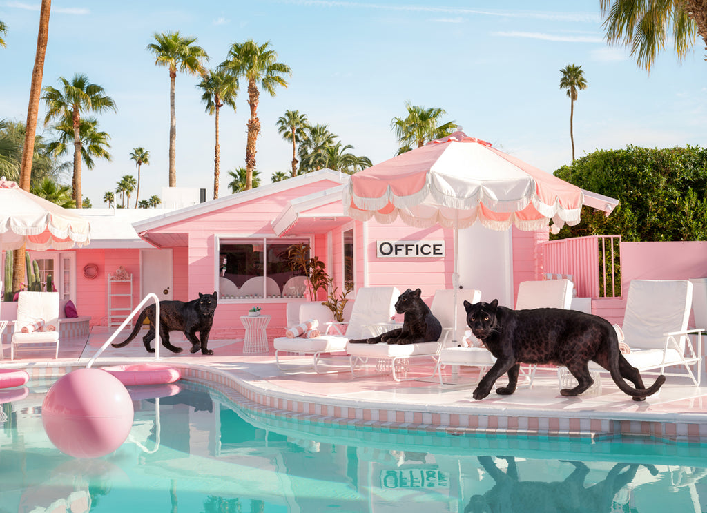 Black panters walking by the pool at the pink Trixie Motel in Palm Springs, fine art photography by Paul Fuentes.