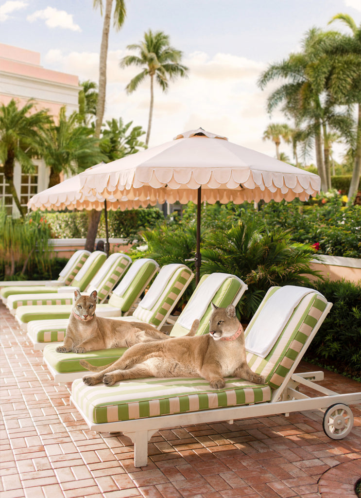 Fine Art  print depicting two pumas lying on poolside lounge chairs under a umbrella in Palm Beach, Miami, set against a backdrop of palm trees, fine art photograph by Paul Fuentes.