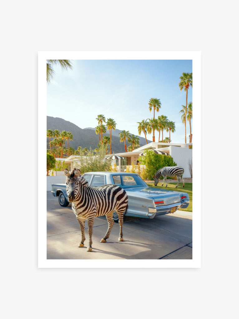 Zebra beside a vintage car in Palm Springs, street with palm trees, fine art photograph by Paul Fuentes.