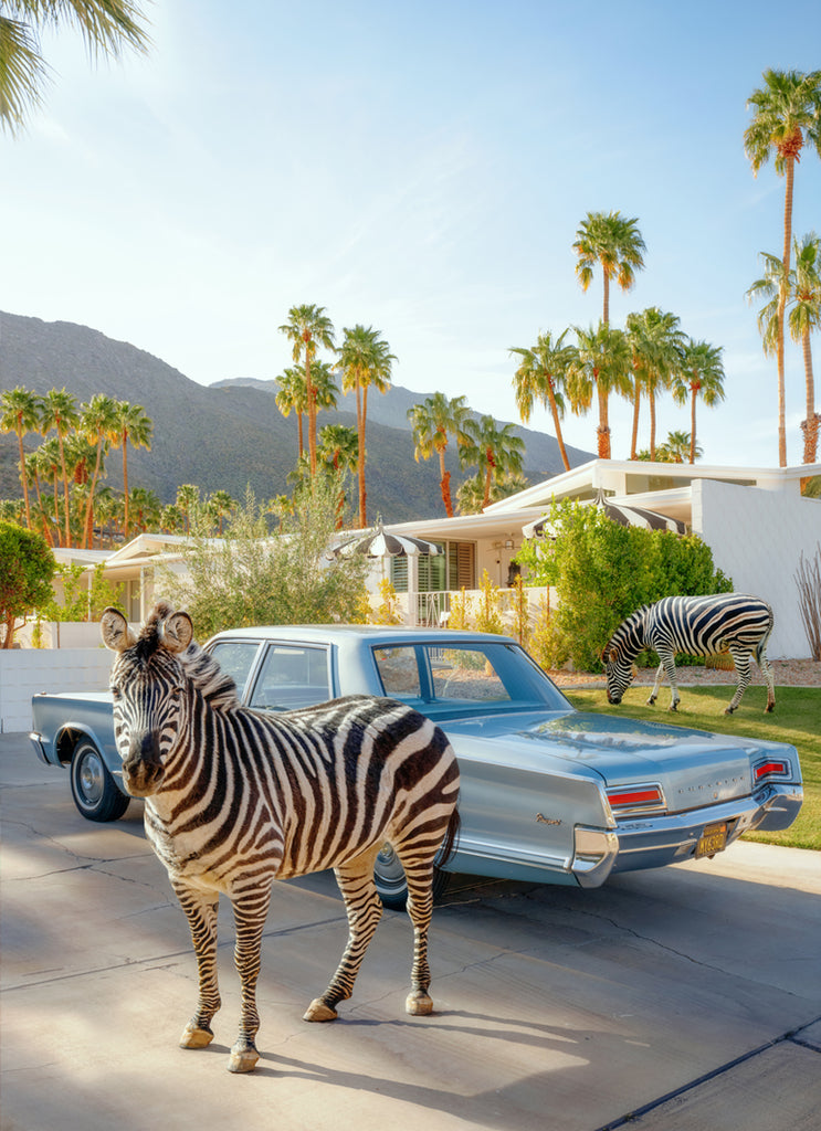 Zebra beside a vintage car in Palm Springs, street with palm trees, fine art photograph by Paul Fuentes.