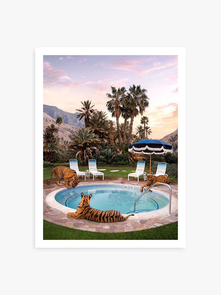 Three tigers lounging beside a pool at sunset in Palm Springs, fine art photography print by Paul Fuentes. Inspired by the works of Slim Aarons.