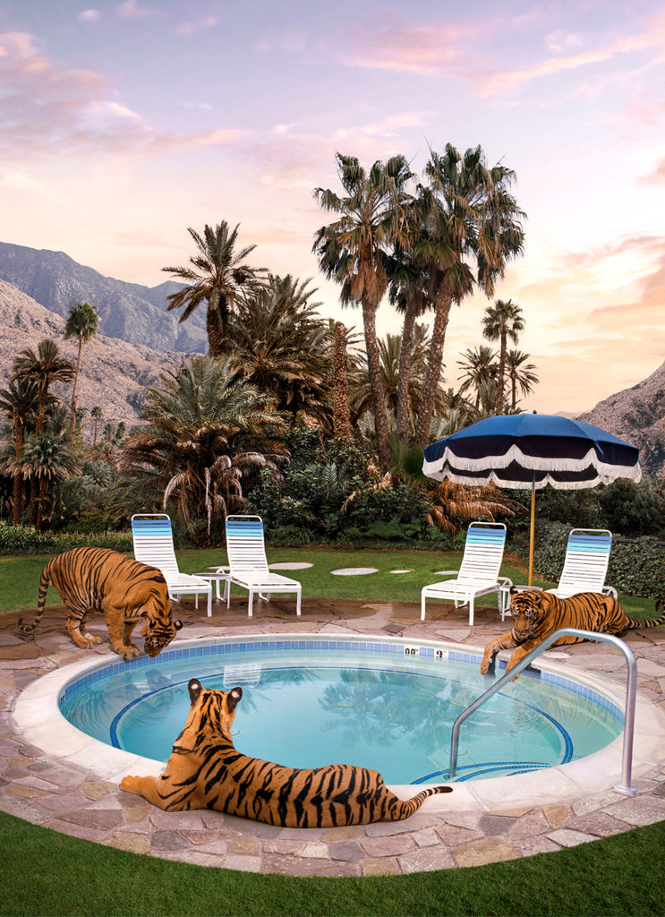 Three tigers lounging beside a pool at sunset in Palm Springs, fine art photography print by Paul Fuentes. Inspired by the works of Slim Aarons.