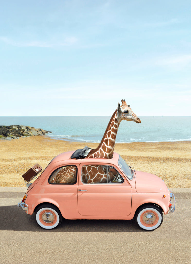 Giraffe sitting in a vintage car driving besides the ocean, fine art photography by Paul Fuentes.