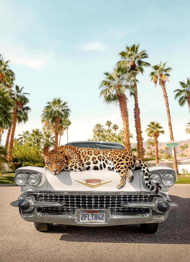 Artwork by Paul Fuentes of a jaguar lying on top of a classic car in Palm Springs California 