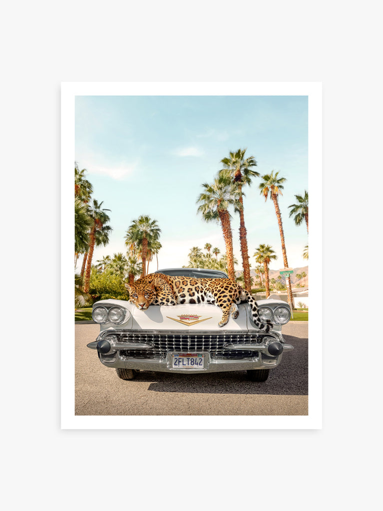 Artwork by Paul Fuentes of a jaguar lying on top of a classic car in Palm Springs California 