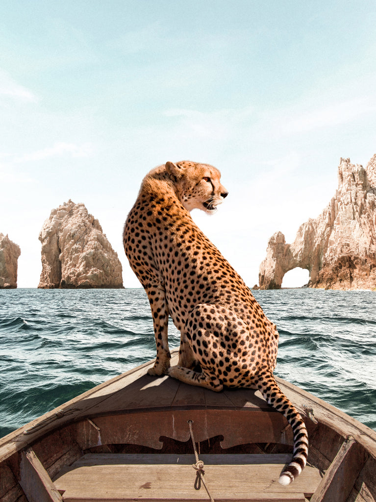 Cheetah standing on a boat in Los Cabos , fine art photography by Paul Fuentes.