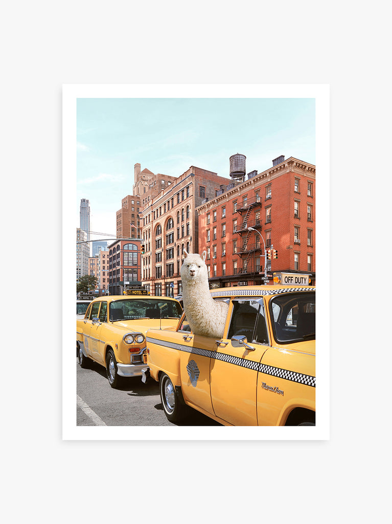 Fine art print of an alpaca sticking its head out of a yellow taxi window in a urban setting of New York with buildings in the background. Photography by Paul Fuentes