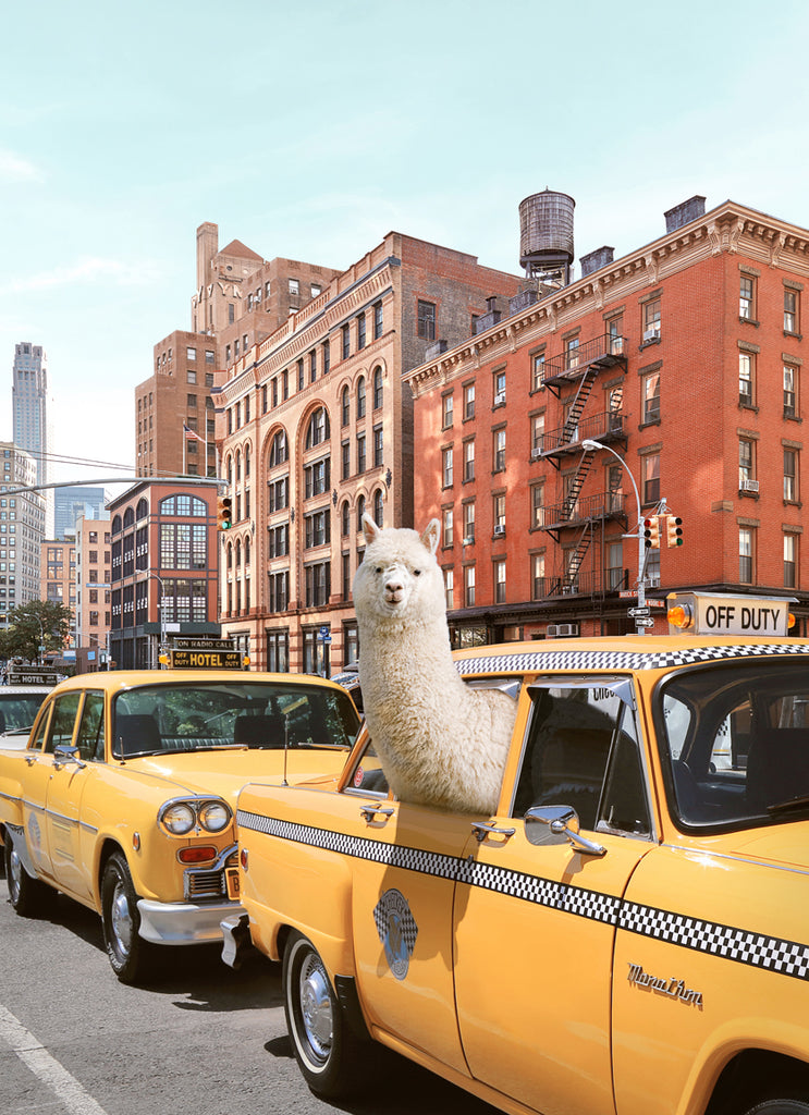 An alpaca sticking its head out of a yellow taxi window in a urban setting of New York with buildings in the background. Photography art by Paul Fuentes