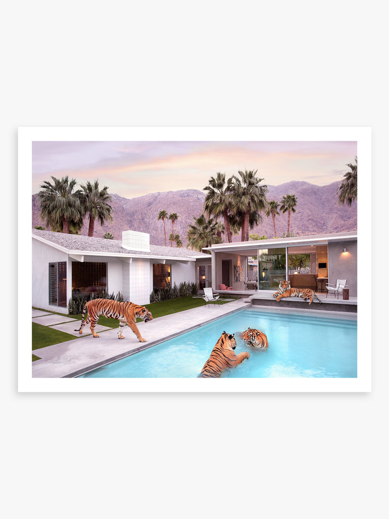 Two tigers by a mid century Palm Springs pool in Palm Springs a fine art print by Paul Fuentes. inspired by the photography of Slim Aarons