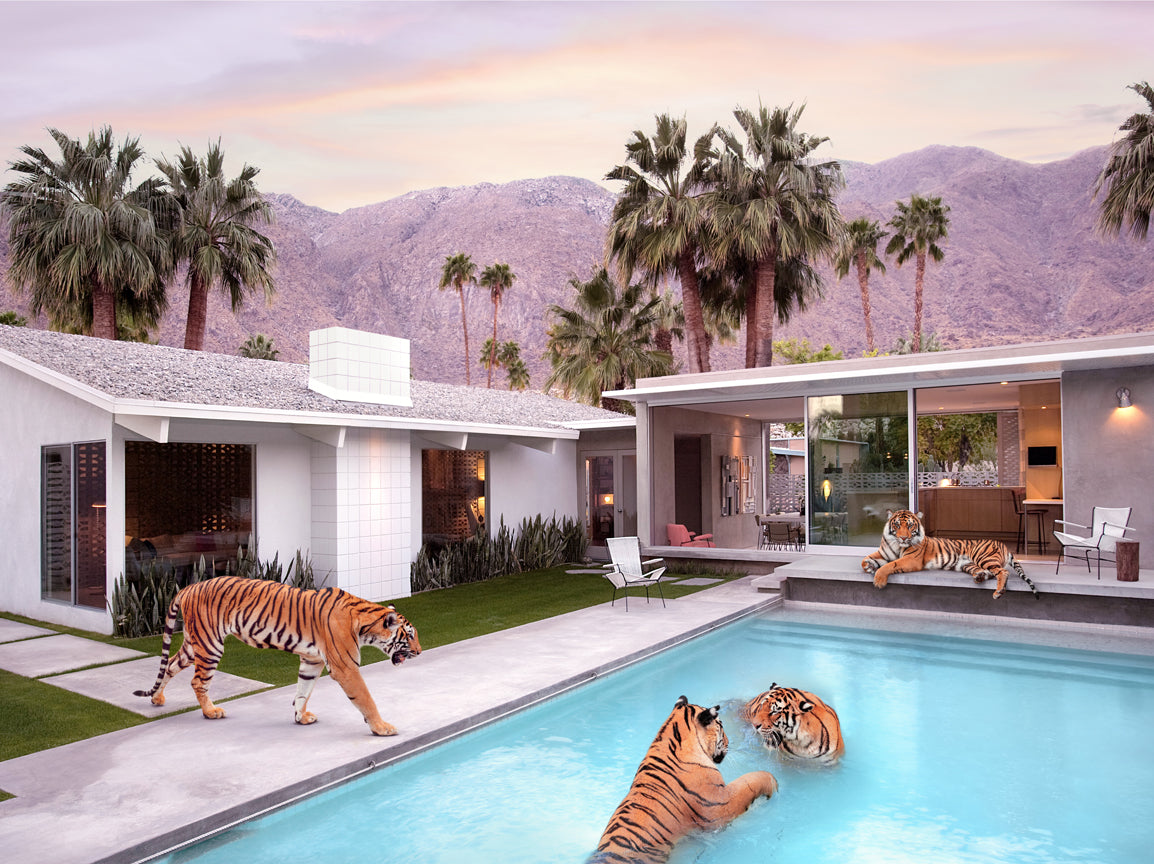 Palm Springs Tigers Horizontal – Paul Fuentes