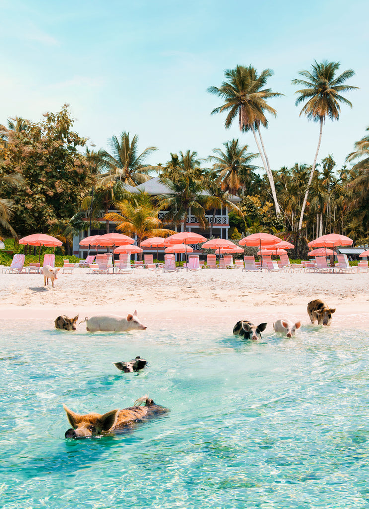 fine art photograph by Paul Fuentes showing  pigs swimming in clear tropical water with palm trees and beach umbrellas in the background.