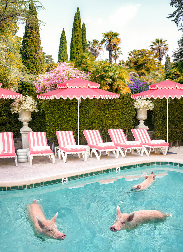 Three pigs swimming in a pool in Bel Air, pink umbrelas and lounge chairs in the background, fine art photography by Paul Fuentes.