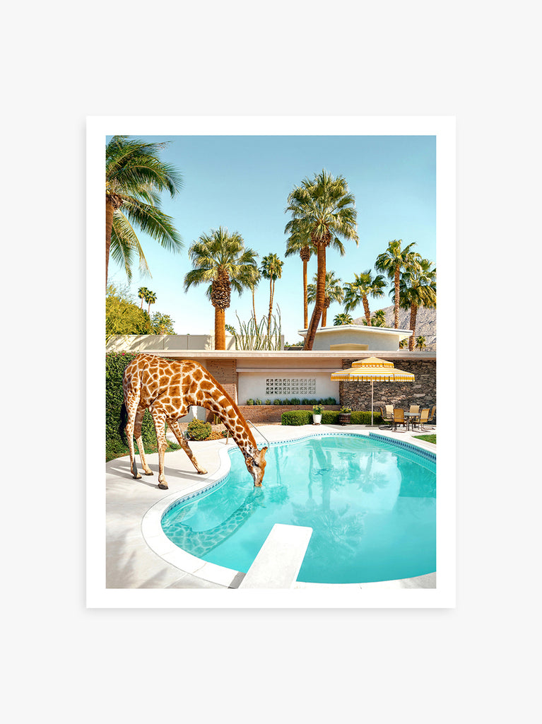 Art print of a giraffe drinking from a pool with palm trees and a palm springs house in the background, representing mid-century poolside glamour fine art photography by Paul Fuentes.