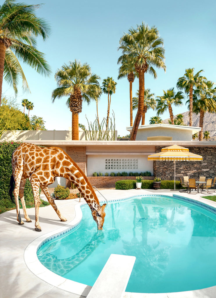 Art print of a giraffe drinking from a pool with palm trees and a palm springs house in the background, representing mid-century poolside glamour fine art photography by Paul Fuentes.