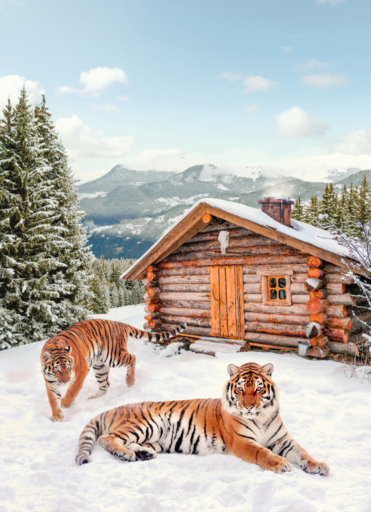 Two tigers in snowy mountain landscape, surreal fine art print by Paul Fuentes.