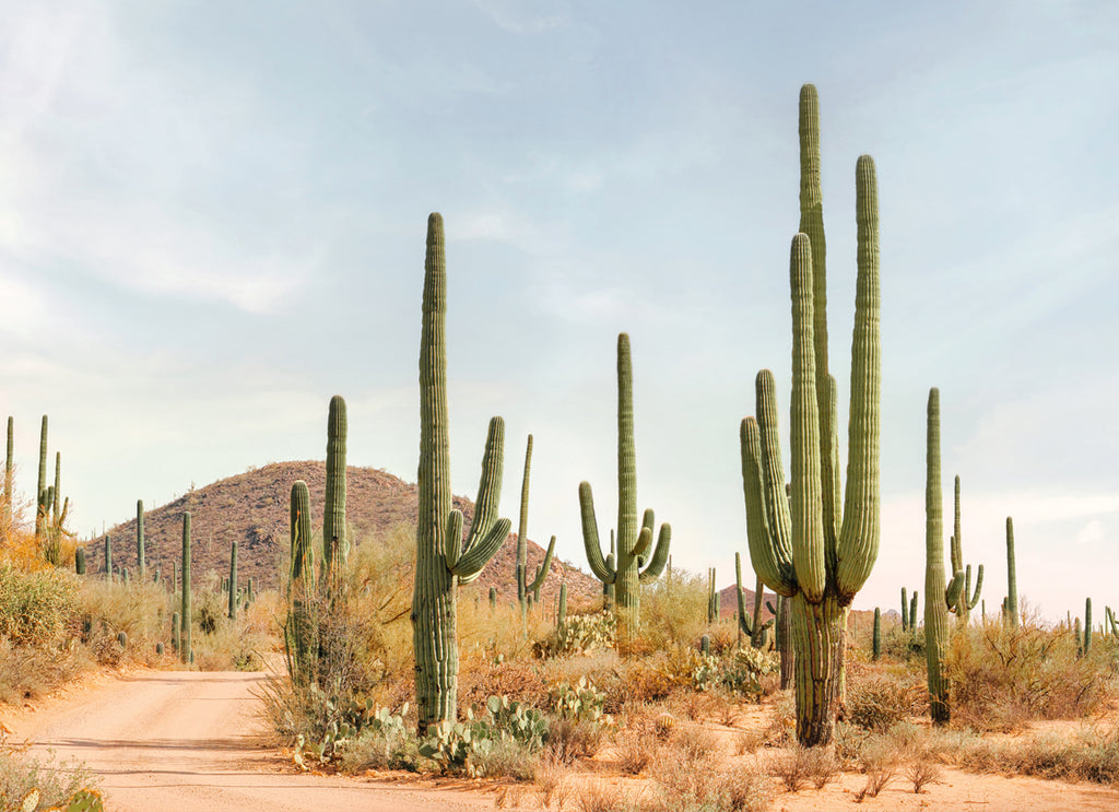 Desert landscape with cacti and soft pastel sky, photograph by Paul Fuentes.