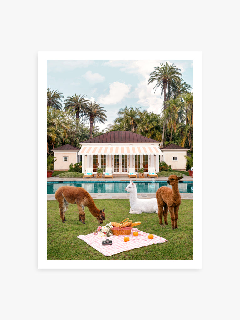 Llamas sitting around a picnic scene in a garden with pool and palmtrees, fine art photography by Paul Fuentes.