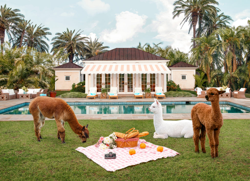 two Llamas sitting around a picnic scene in a garden with pool and palm trees, fine art photography by Paul Fuentes.
