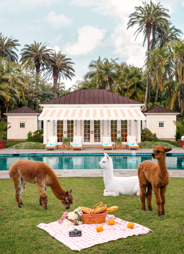 Llamas sitting around a picnic scene in a garden with pool and palm trees, fine art photography by Paul Fuentes.