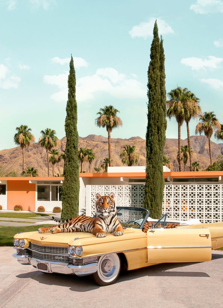 Tiger laying on a vintage yellow car in Palm Springs, fine art photography by Paul Fuentes.