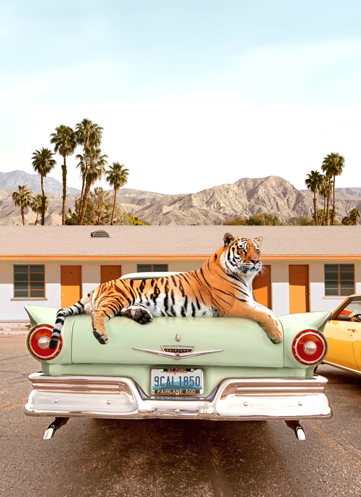 
Tiger on top of a classic car in front of a  roadside motel in Palm Springs, California, surreal fine art print by Paul Fuentes. 