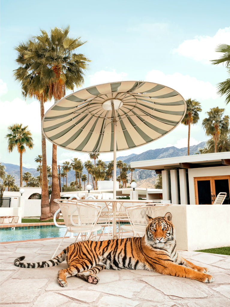 Artistic print featuring a tiger lying down a umbrella and palm trees in the background, representing a playful and vintage Palm Springs vibe, fine art photography by Paul Fuentes