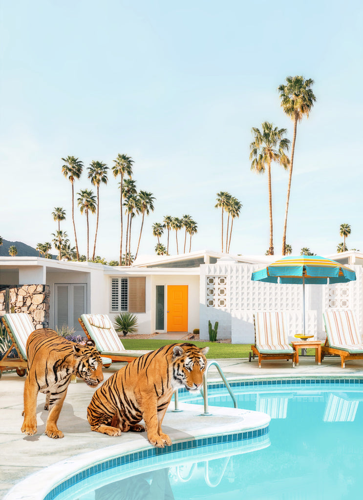 Two tigers lounging by a Palm Springs pool, retro fine art photography by Paul Fuentes.