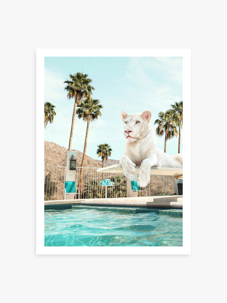 Art print of a lioness on a diving board over a turquoise pool with palm trees in the background , fine art photography by Paul Fuentes.