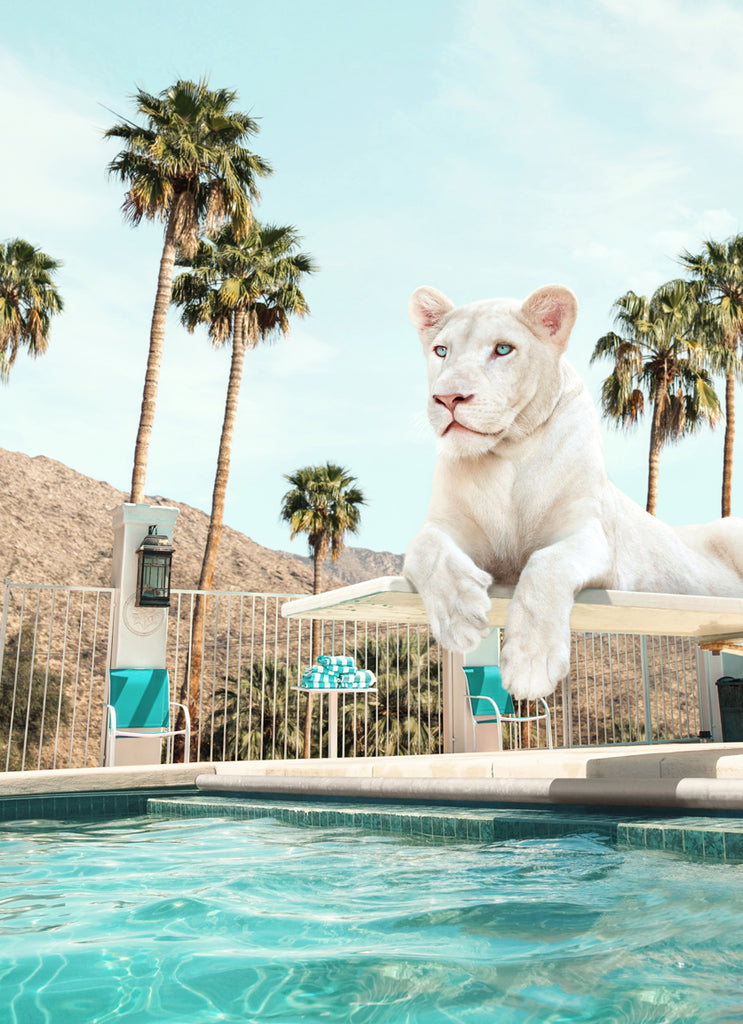 Art print of a lioness on a diving board over a turquoise pool with palm trees in the background , fine art photography by Paul Fuentes.